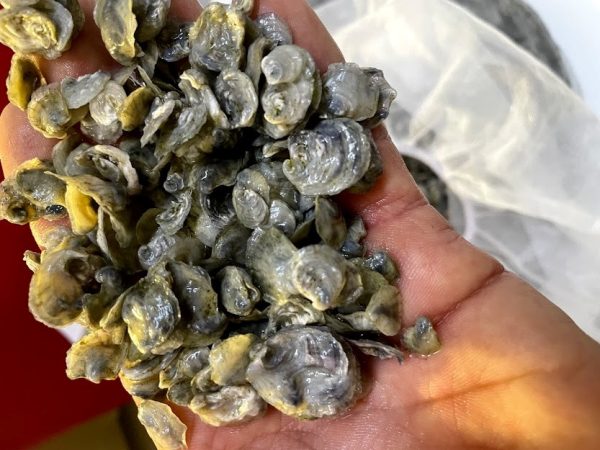 OSH-Oyster-Spat-In-Hand-600x450